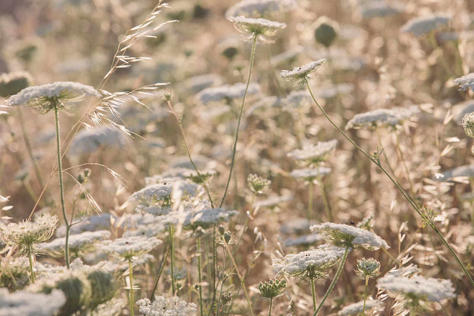 The Power of Pollinators | Esker