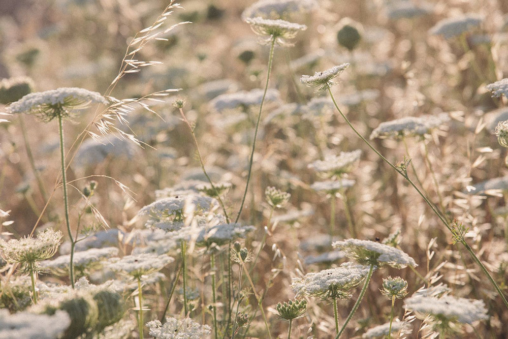 The Power of Pollinators | Esker